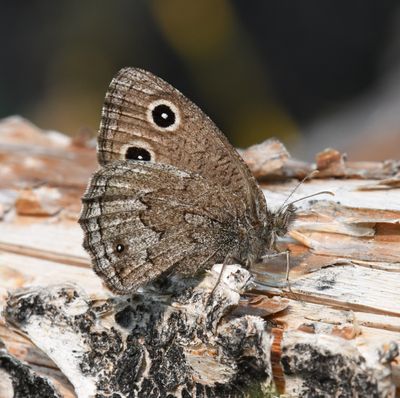 Dark Wood Nymph: Cercyonis oetus