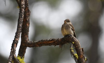 Western Wood Pewee