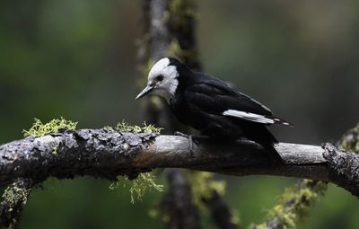 White-headed Woodpecker