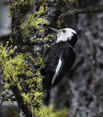 Woodpecker, White-headed