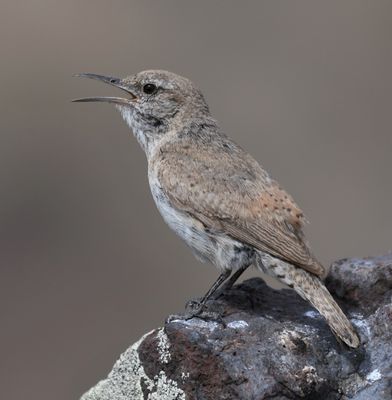 Rock Wren