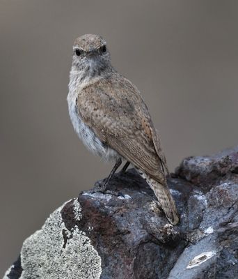 Rock Wren