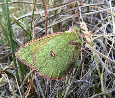 Northern Clouded Yellow (probably)