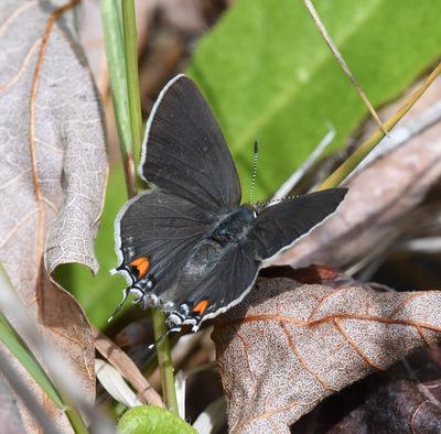 Gray Hairstreak: Strymon melinus