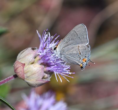 Gray Hairstreak: Strymon melinus