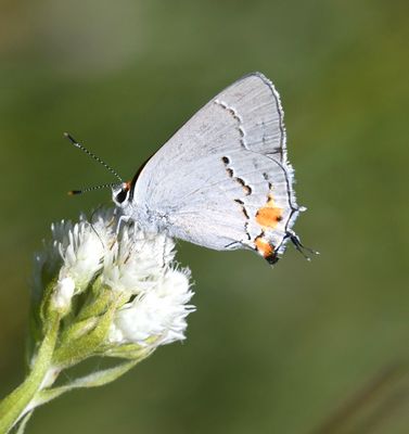 Gray Hairstreak: Strymon melinus