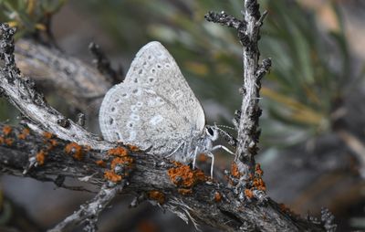 Halfmoon Hairstreak: Satyrium semiluna