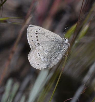 Halfmoon Hairstreak: Satyrium semiluna