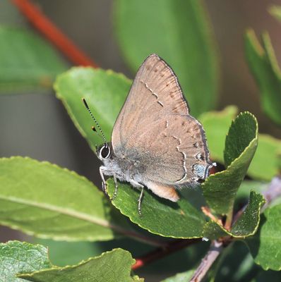 Hedgerow Hairstreak: Satyrium saepium