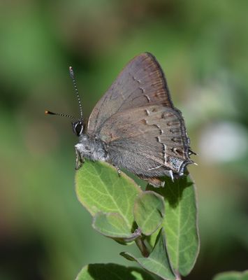 Hedgerow Hairstreak: Satyrium saepium