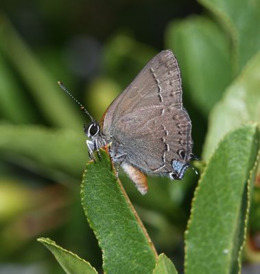 Hedgerow Hairstreak: Satyrium saepium