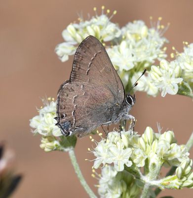 Hedgerow Hairstreak: Satyrium saepium