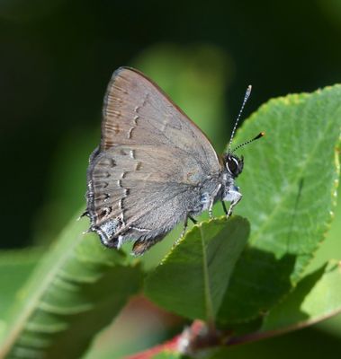 Hedgerow Hairstreak: Satyrium saepium