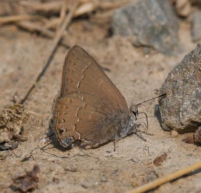 Hedgerow Hairstreak: Satyrium saepium