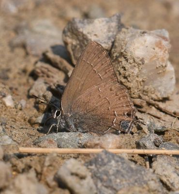 Hedgerow Hairstreak: Satyrium saepium