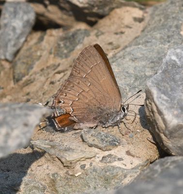 Hedgerow Hairstreak: Satyrium saepium