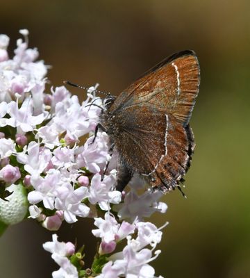 Johnson's Hairstreak: Callophrys johnsoni