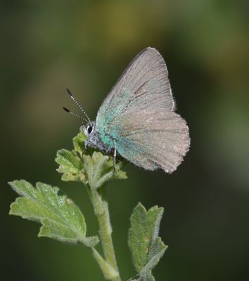 Sheridan's Green Elfin: Callophrys sheridanii