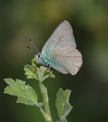 Sheridan's Green Hairstreak: Callophrys sheridanii