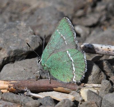 Sheridans Green Hairstreak: Callophrys sheridanii