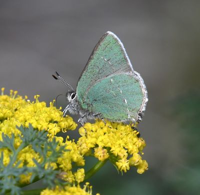 Sheridan's Green Hairstreak: Callophrys sheridanii