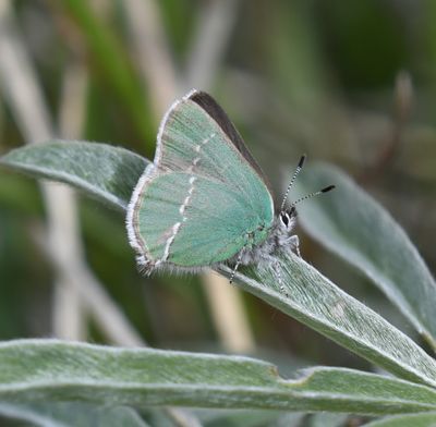 Sheridan's Green Hairstreak: Callophrys sheridanii