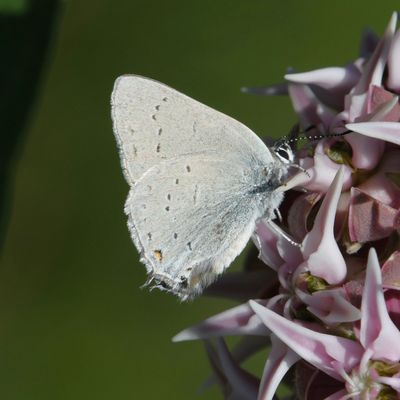 Sylvan Hairstreak: Satyrium sylvinus