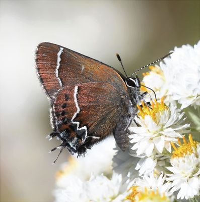 Thicket Hairstreak: Callophrys spinetorum