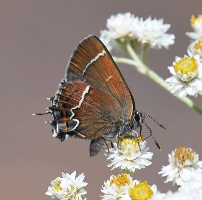 Thicket Hairstreak: Callophrys spinetorum