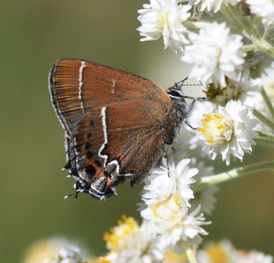 Thicket Hairstreak: Callophrys spinetorum