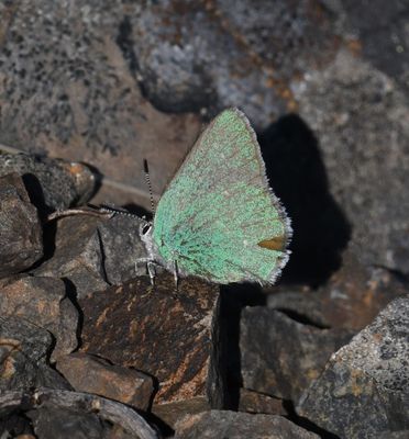 Western Green Elfin: Callophrys affinis