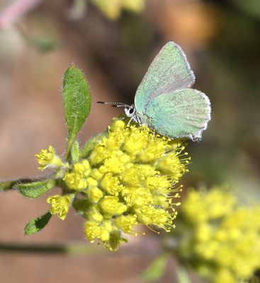 Western Green Hairstreak: Callophrys affinis