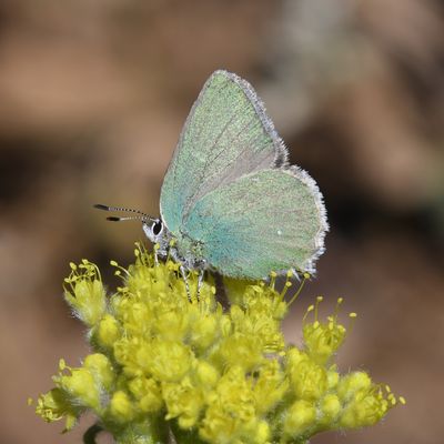 Western Green Hairstreak: Callophrys affinis