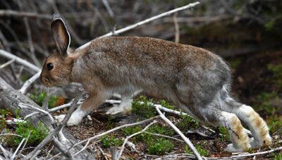 Snowshoe Hare