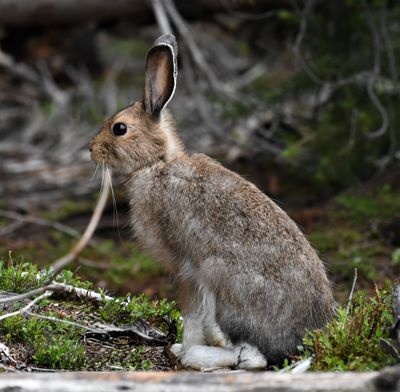 Snowshoe Hare