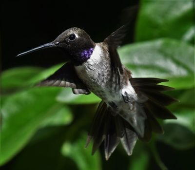 Black-chinned Hummingbird