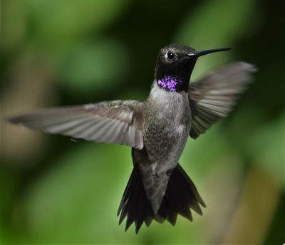Hummingbird, Black-chinned