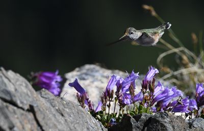 Calliope Hummingbird