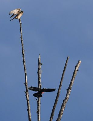 American Kestrel and Lewis's Woodpecker