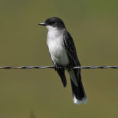 Kingbird, Eastern