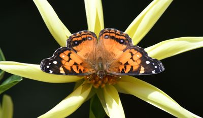 American Lady: Vanessa virginiensis