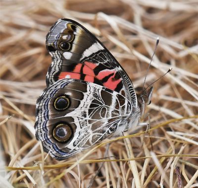 American Lady: Vanessa virginiensis