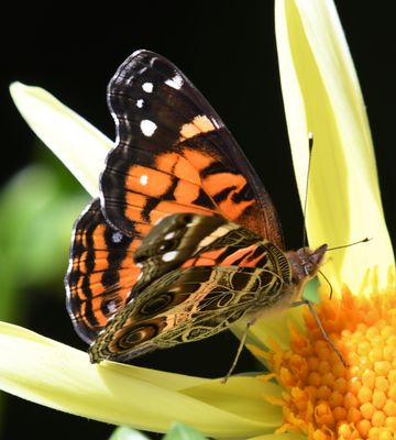 American Lady: Vanessa virginiensis