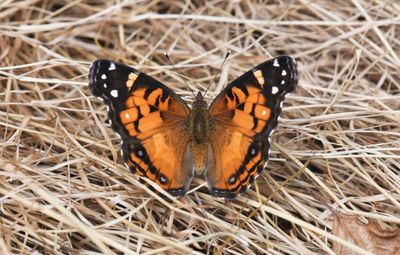 American Lady: Vanessa virginiensis