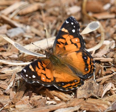 American Lady: Vanessa virginiensis