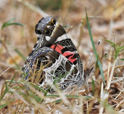 American Lady: Vanessa virginiensis