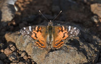 American Lady: Vanessa virginiensis