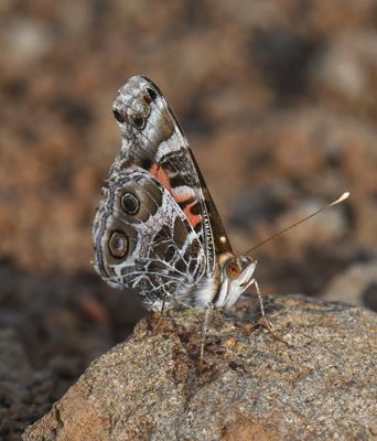 American Lady: Vanessa virginiensis