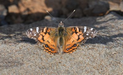 American Lady: Vanessa virginiensis