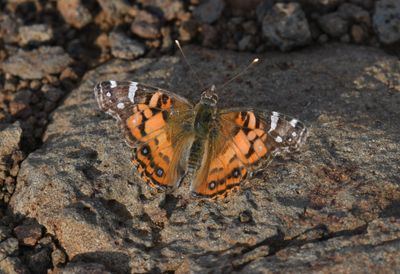 American Lady: Vanessa virginiensis